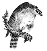 鷹
